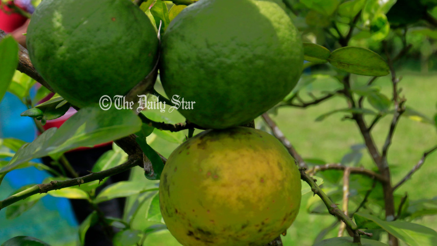 সাতকরা