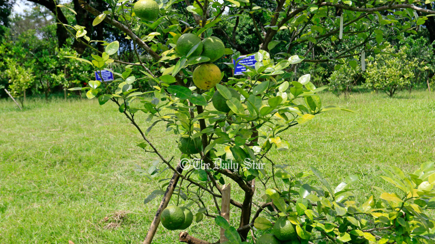 সাতকরা