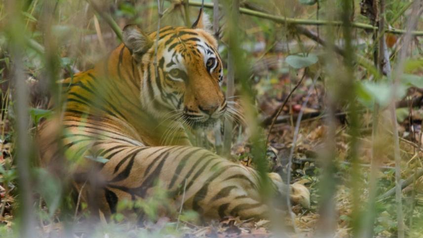 রয়েল বেঙ্গল টাইগার