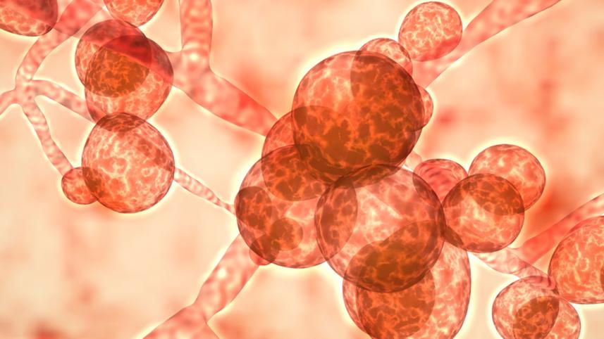 candida-auris.jpg