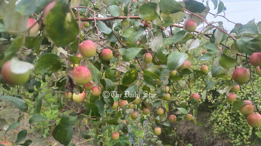 কুল চাষ