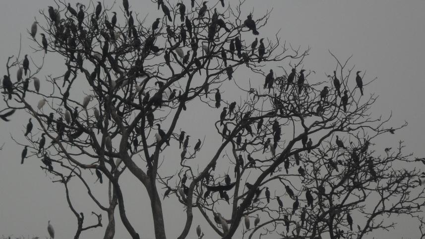 পরিযায়ী পাখি