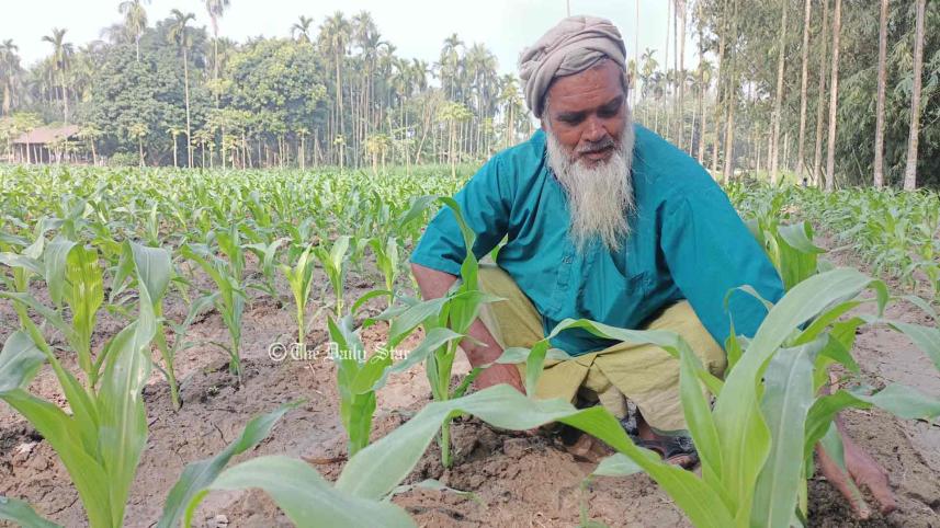 ভুট্টা চাষ