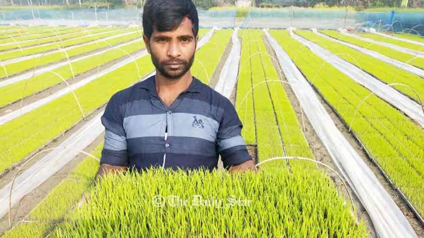 সমলয় পদ্ধতিতে ধান চাষ