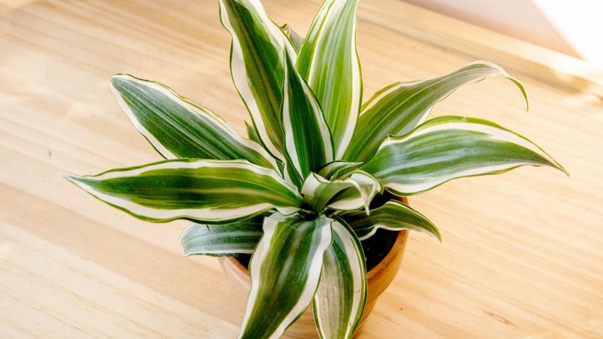 dracaena.jpg
