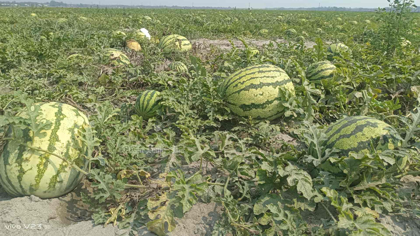 তরমুজ চাষ