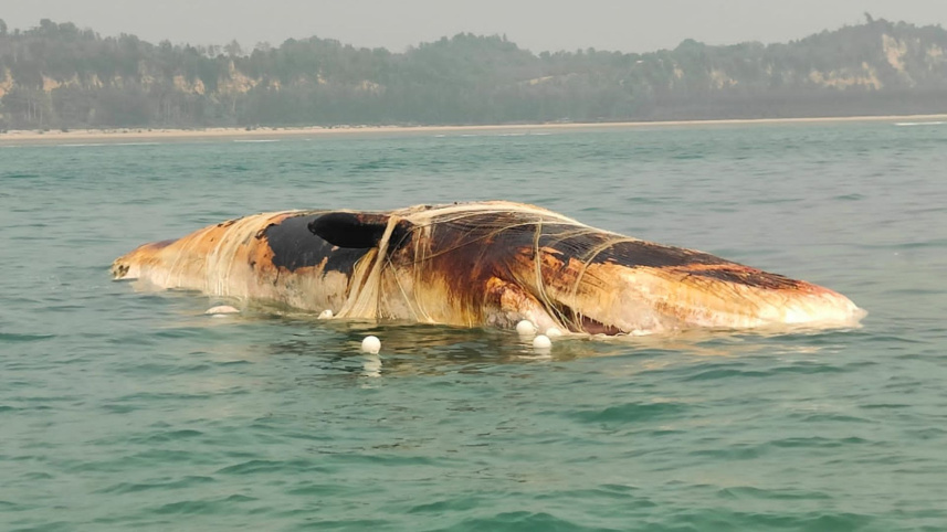 whale