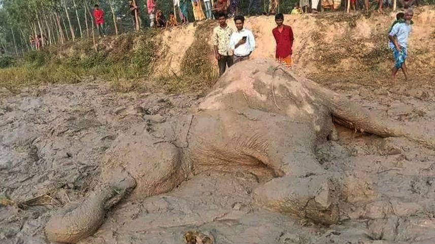 elephant1_6may23.jpg