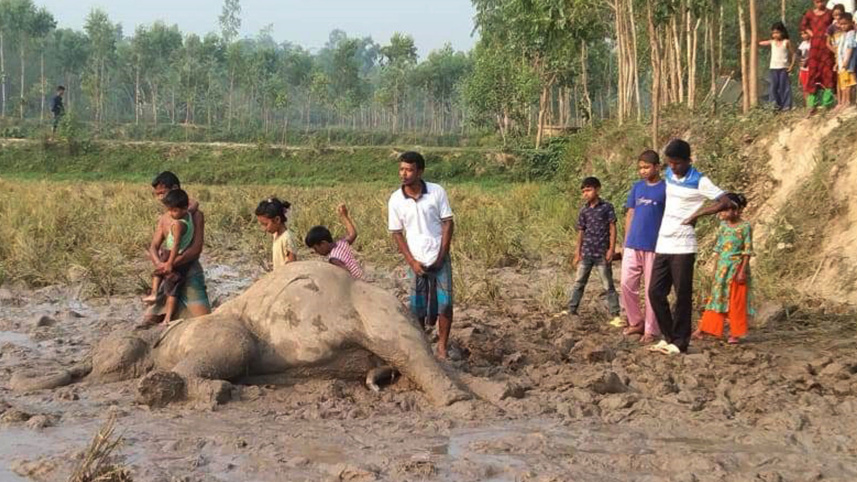 elephant2_6may23.jpg