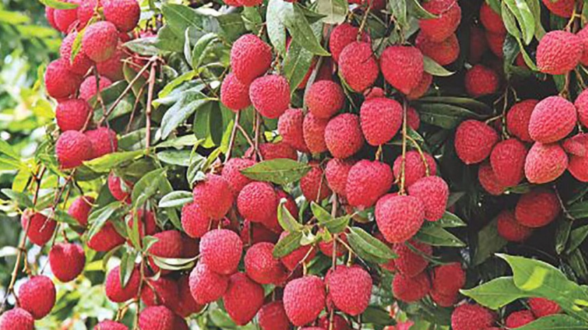 lychee.jpg