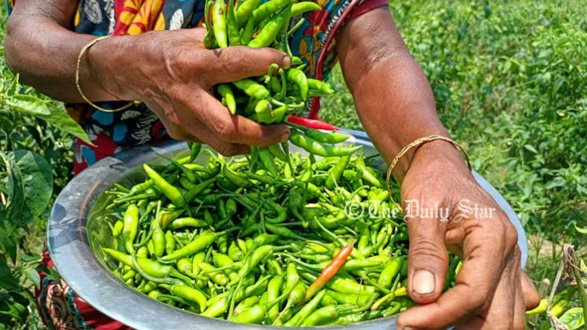 chili-3.jpg