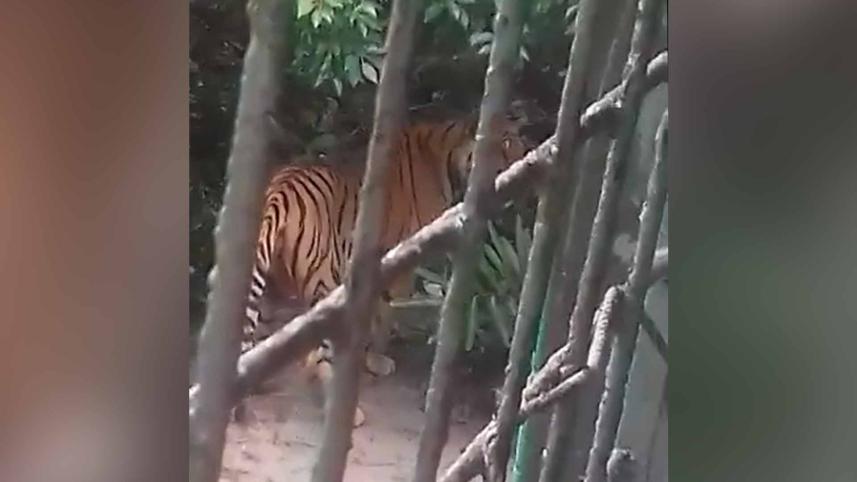 tiger_ds.jpg