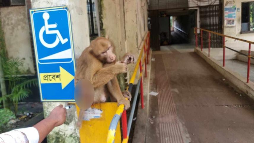 monkey1.jpg
