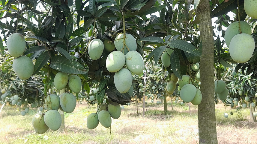 mango01.jpg