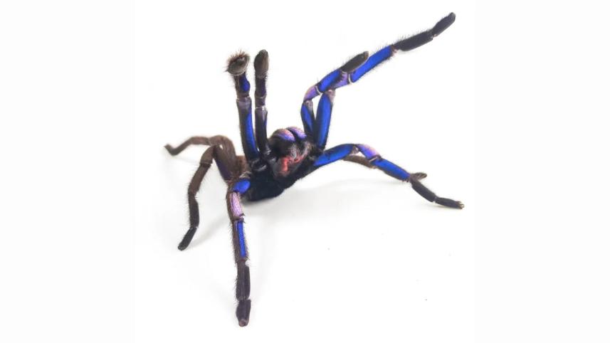 tarantula.jpg