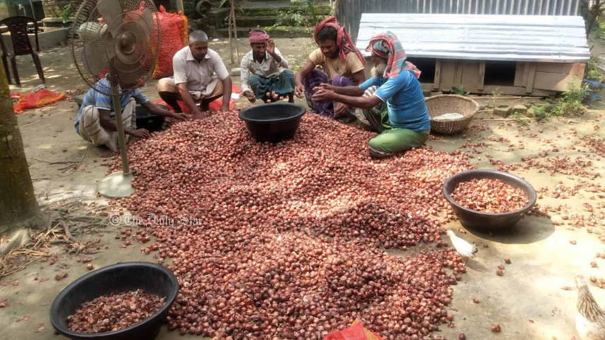 pabna-onion-photo-4.jpg