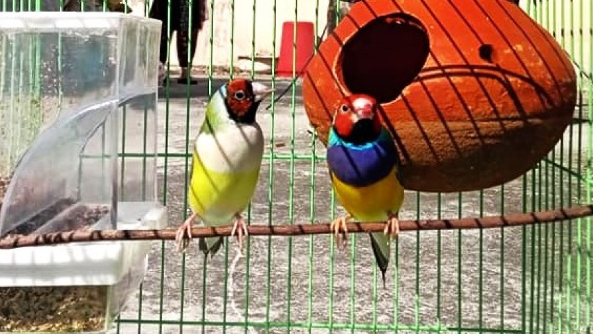পাখি.jpg