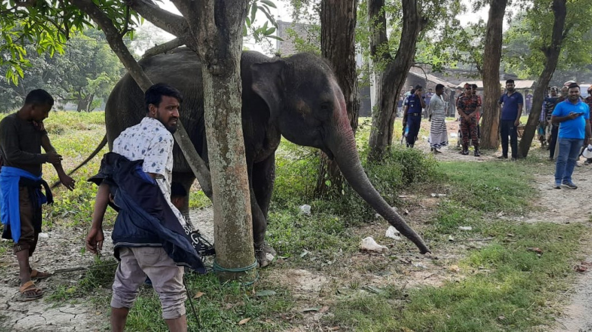 elephant_811.jpg