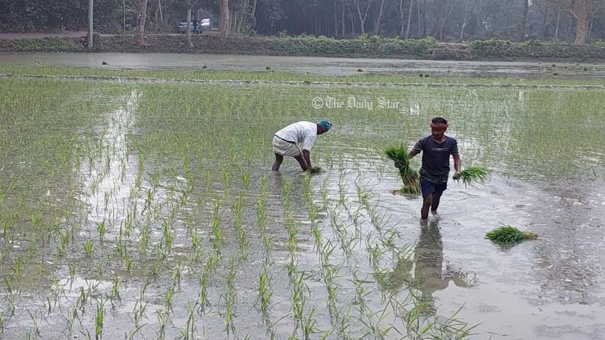 বোরো.jpg