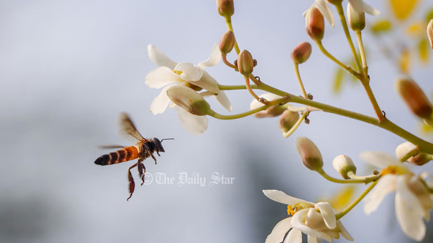 bee-2.jpg