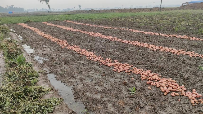 bogura_potato_field.jpg