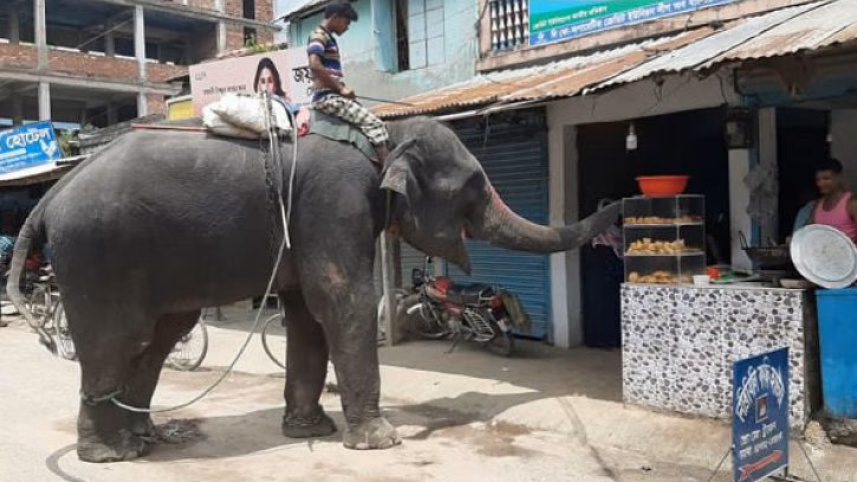 extortion_by_elephant.jpg