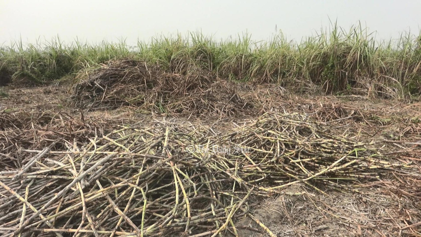 lalmonirhat_sugercane_farming-01.jpg
