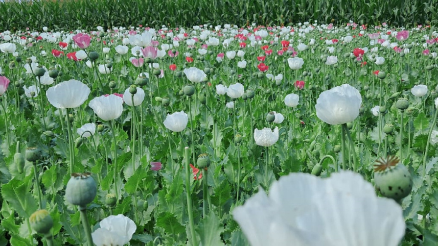 popy_cultivation.jpg