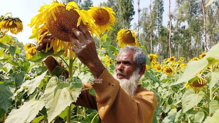 sunflower