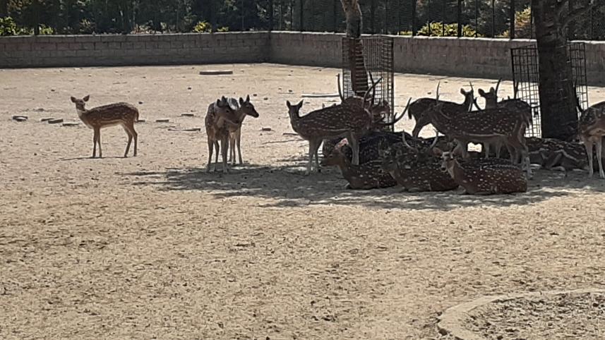 Deer