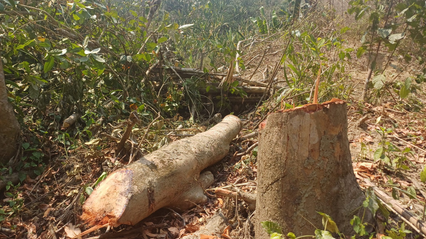tree_felling3.jpg