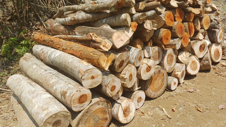 tree_felling_2.jpg