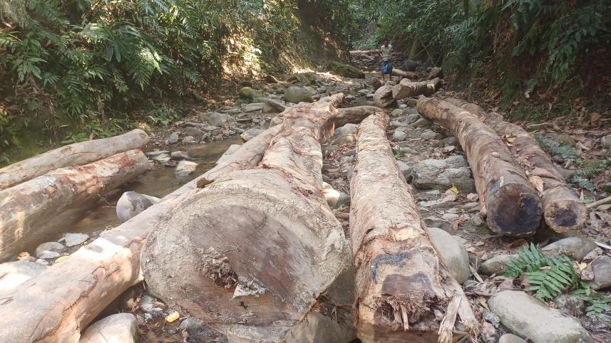 tree_felling_5.jpg