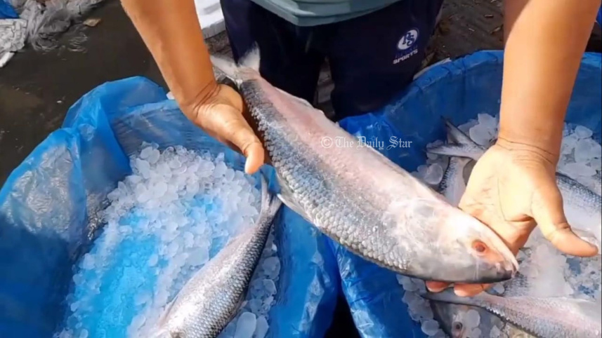 ilish.jpg