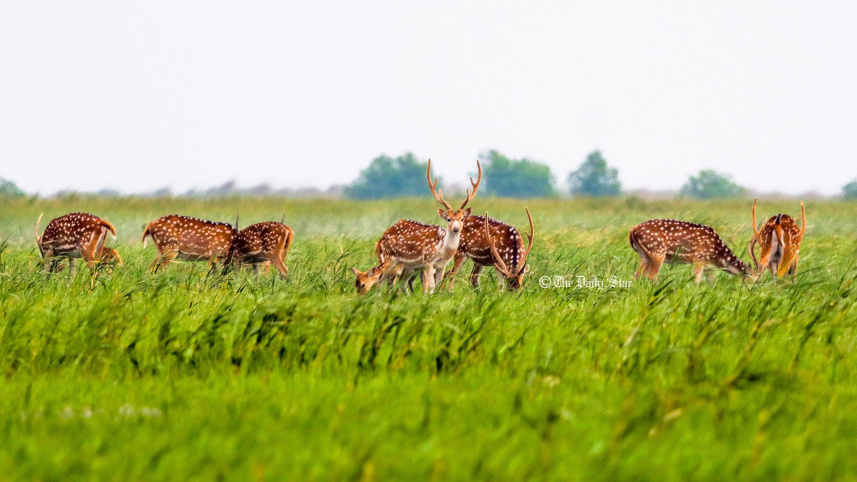 deer.jpg