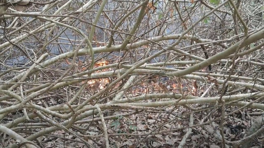 fire_at_sundarban.jpg