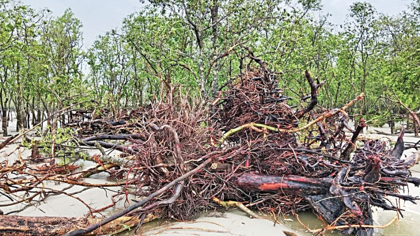 sundarbans.jpg