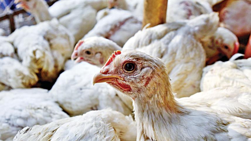 hen.jpg