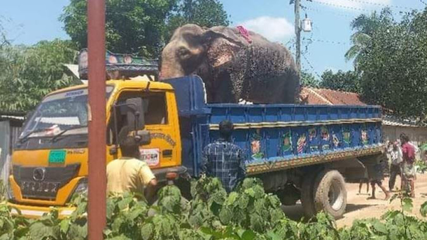 elephant.jpeg