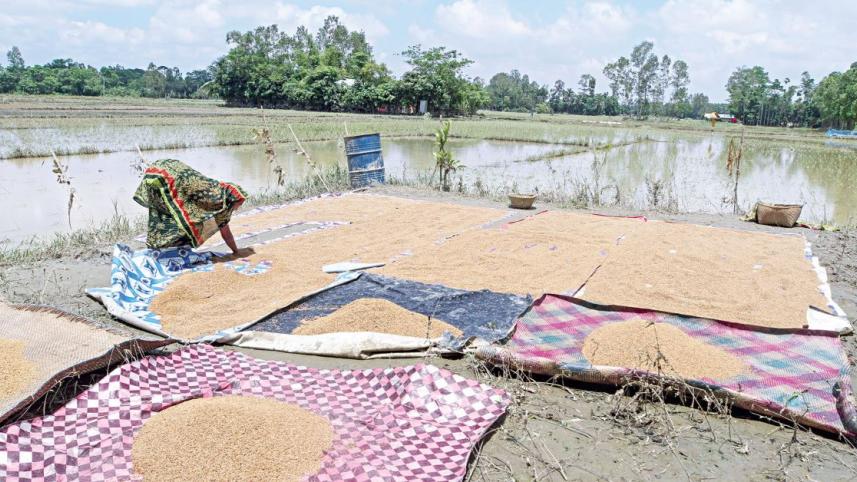 paddy_cultivation.jpg