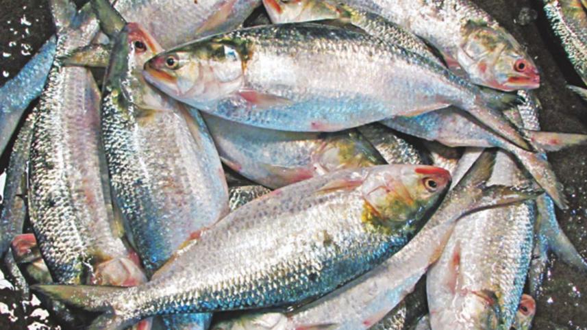 ইলিশ