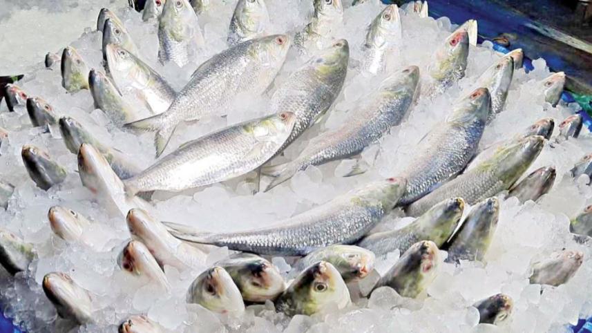 ইলিশ