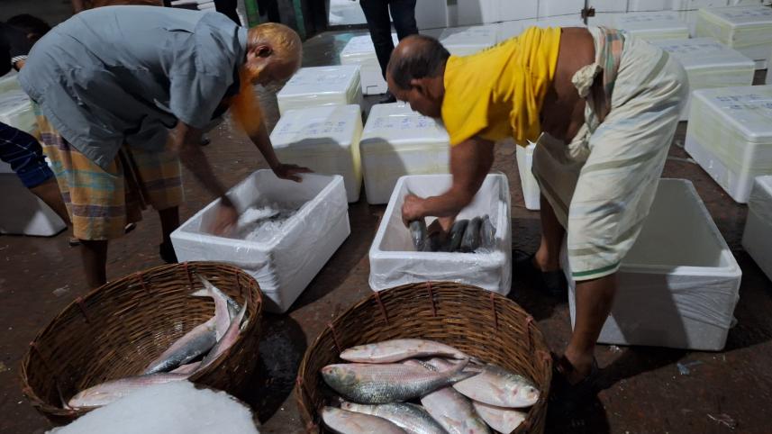 Hilsa