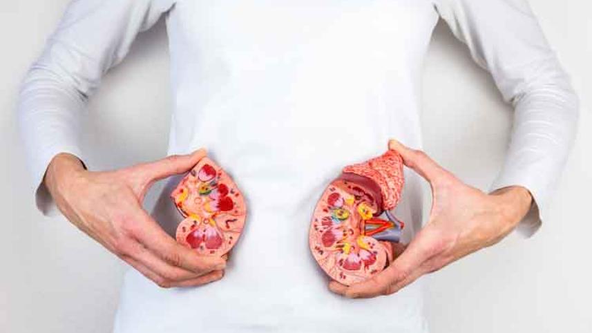kidney.jpg