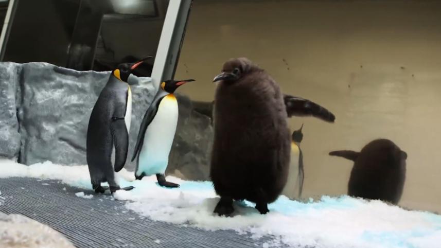 pesto_the_baby_penguin.jpg