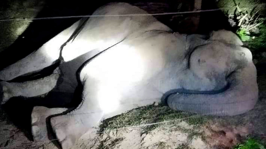 elephant_sherpur_1nov24.jpg