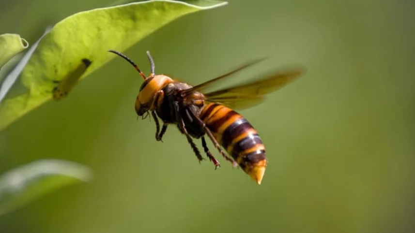 ভিমরুল