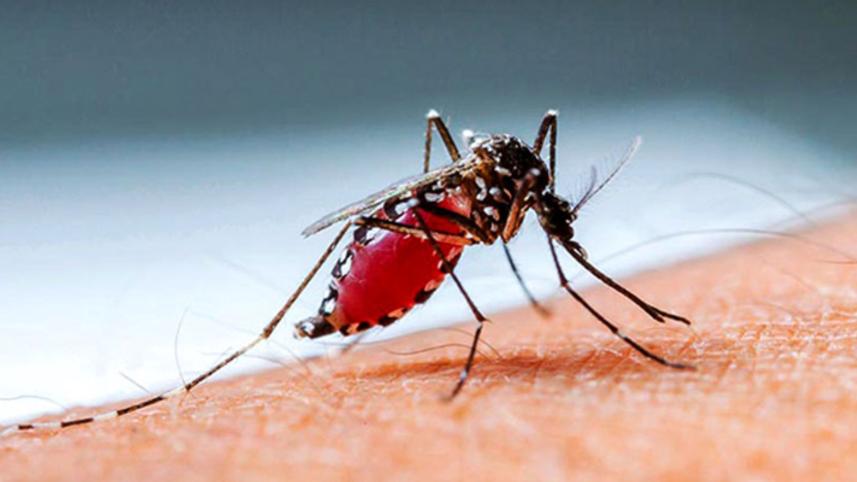 dengue.jpg