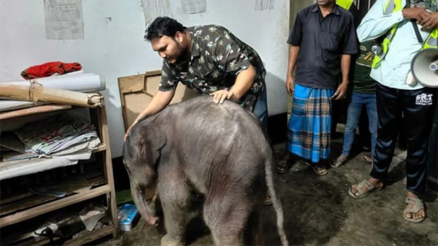 elephant_cub.jpg