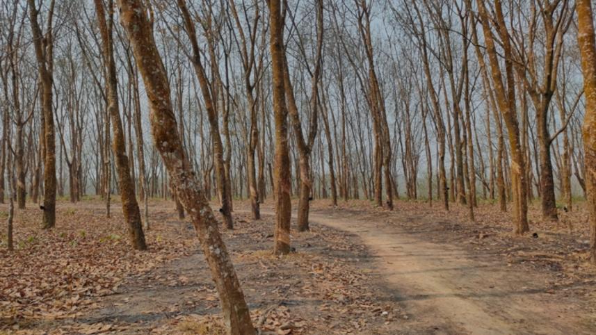 রাবার.jpg